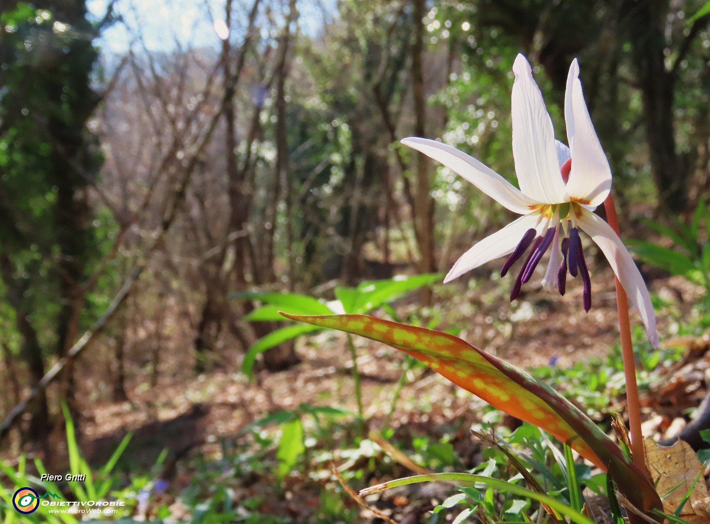 31 Erythronium dens-canis (Dente di cane).JPG